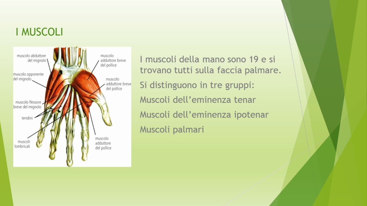 Corso Teoria della Mano e dell’Unghia